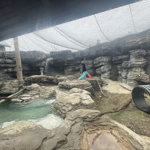 American Black Bear Outdoor Exhibit