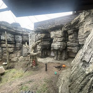 American Black Bear Outdoor Exhibit
