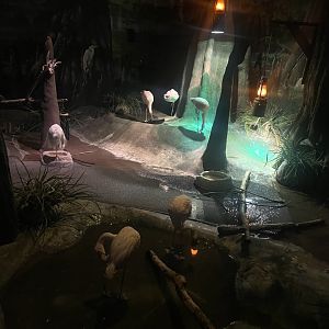 Lesser Flamingo and Great Egret Exhibit