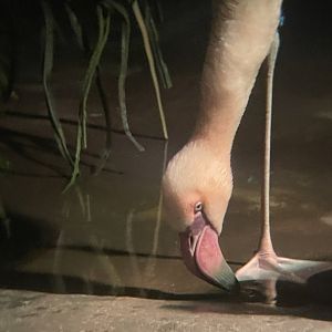 Lesser Flamingo