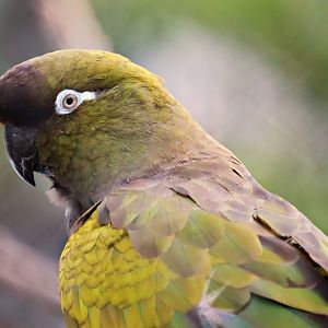 Chilean burrowing parrot (Cyanoliseus patagonus bloxami)
