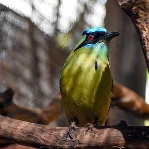Blue-crowned Motmot