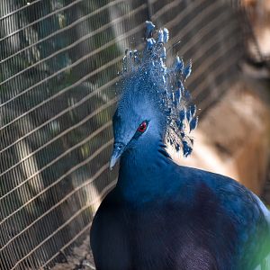 Victoria Crowned Pigeon