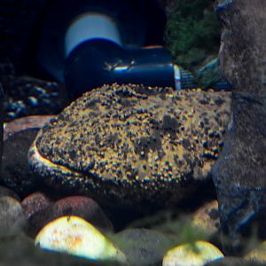 Japanese Giant Salamander