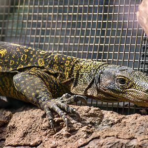 Crocodile Monitor