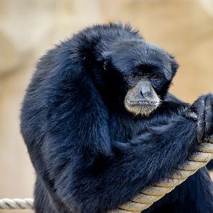 Siamang