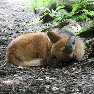 Maned Wolf