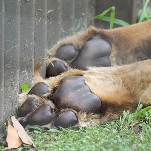 Lion Paws