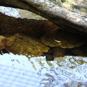 Alligator Snapping Turtle