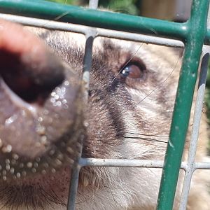 Ring Tailed Coati 29/5/23