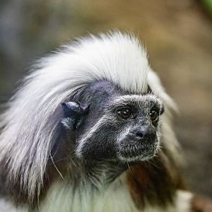 cotton-top tamarin (Saguinus oedipus)