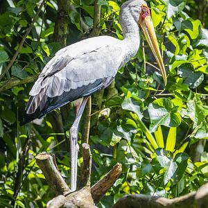 Yellow-billed Storks Mycteria ibis)