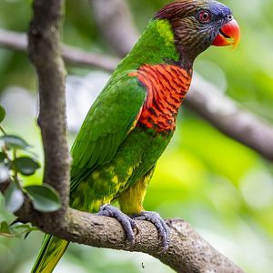Coconut Lorikeet  (Trichoglossus haematodus)