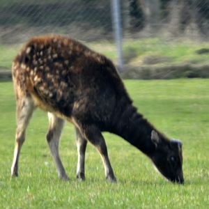 Visayan spotted deer,