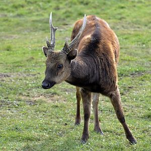 Viasyan Spotted Deer (Rusa alfredi).