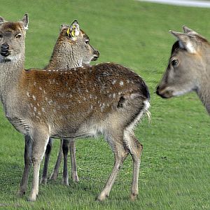 Taiwan sika deer (Cervus nippon taiouanus).