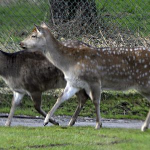 Taiwan sika deer (Cervus nippon taiouanus).