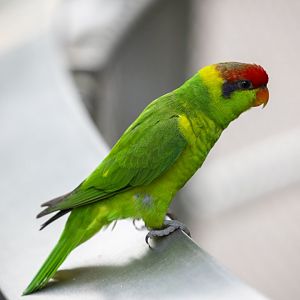 Iris Lorikeet (Psitteuteles iris)