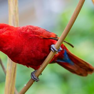 red lory (Eos bornea)