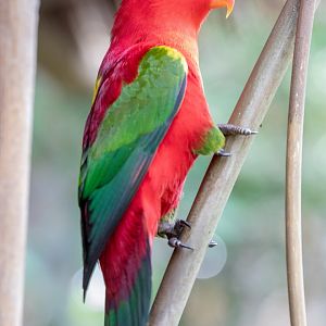 chattering lory (Lorius garrulus)