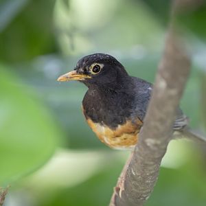 The male  black-breasted thrush (Turdus dissimilis)