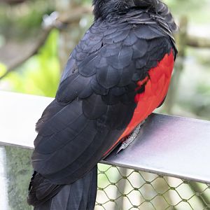 Pesquet's parrot (Psittrichas fulgidus)