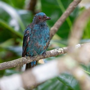 The female Asian fairy-bluebird ( Irena puella)