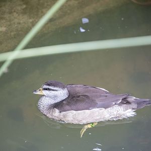 female cotton pygmy goose  (Nettapus coromandelianus)