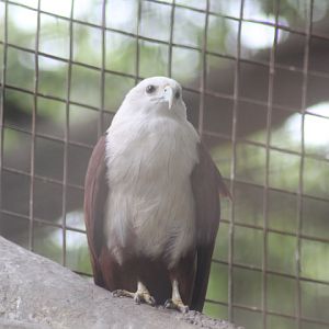 Brahminy kite (Haliastur indus intermedius)