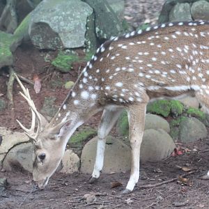 Chital (Axis axis)