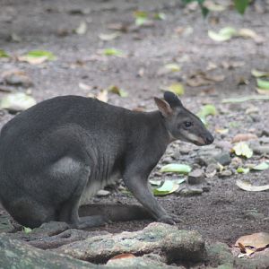Dusky pademelon (Thylogale brunii)