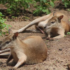 Agile wallaby (Notamacropus agilis papuanus)