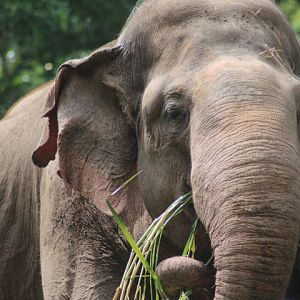 Sumatran elephant (Elephas maximus sumatranus)
