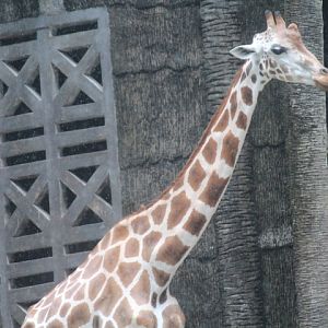 Reticulated giraffe (Giraffa reticulata)