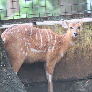 Congo sitatunga (Tragelaphus spekii gratus)