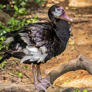 Spur-winged goose (Plectropterus gambensis)