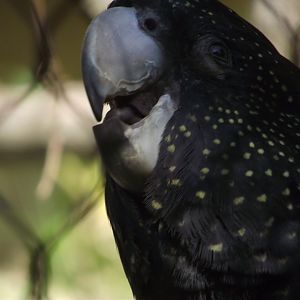 Red-tailed Black Cockatoo - Zooparc de Beauval - 08/2022