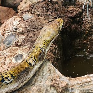 Oxbow Meadows ELC - Reticulated Python