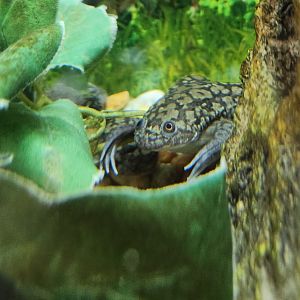 Oxbow Meadows ELC - Xenopus laevis