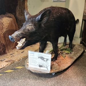 Oxbow Meadows ELC - Feral hog taxidermy