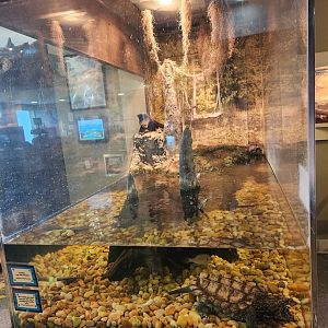 Oxbow Meadows ELC - Alligator Snapping Turtle exhibit