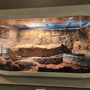 Oxbow Meadows ELC - Dumeril's Boa exhibit