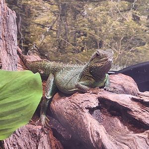 Oxbow Meadows ELC - Physignathus cocincinus