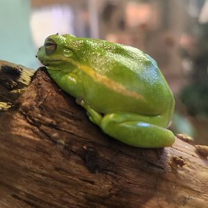 Oxbow Meadows ELC - Hyla cinerea