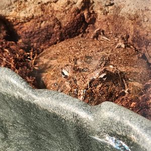 Oxbow Meadows ELC - Ceratophrys ornata