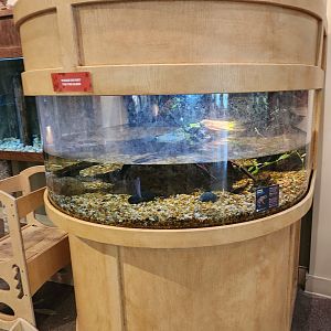 Oxbow Meadows ELC - American Bullfrog exhibit