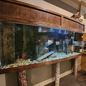 Oxbow Meadows ELC - Sturgeon exhibit (coming soon)