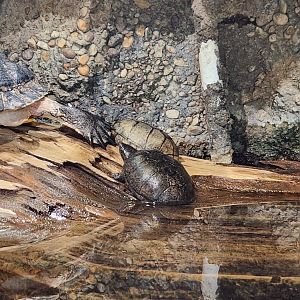 Oxbow Meadows ELC - Common Musk Turtles