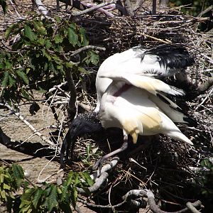 African Sacred Ibises - Zooparc de Beauval - 08/2023