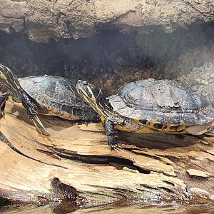 Oxbow Meadows ELC - Freshwater turtles